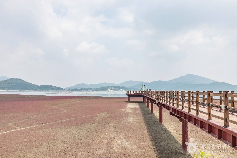 강화_석모도 칠면초 군락지 (6)