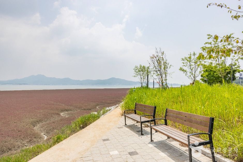 강화_석모도 칠면초 군락지 (12)