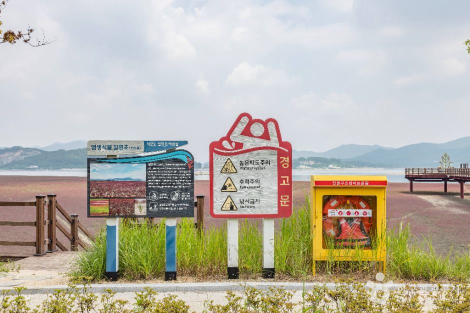 강화_석모도 칠면초 군락지 (14)