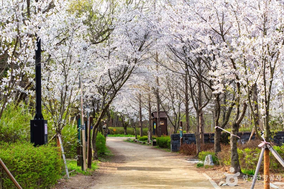 세계평화의숲 (7)