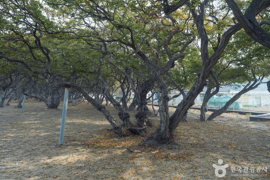 A04382_인천_옹진_서어나무군락지(3)