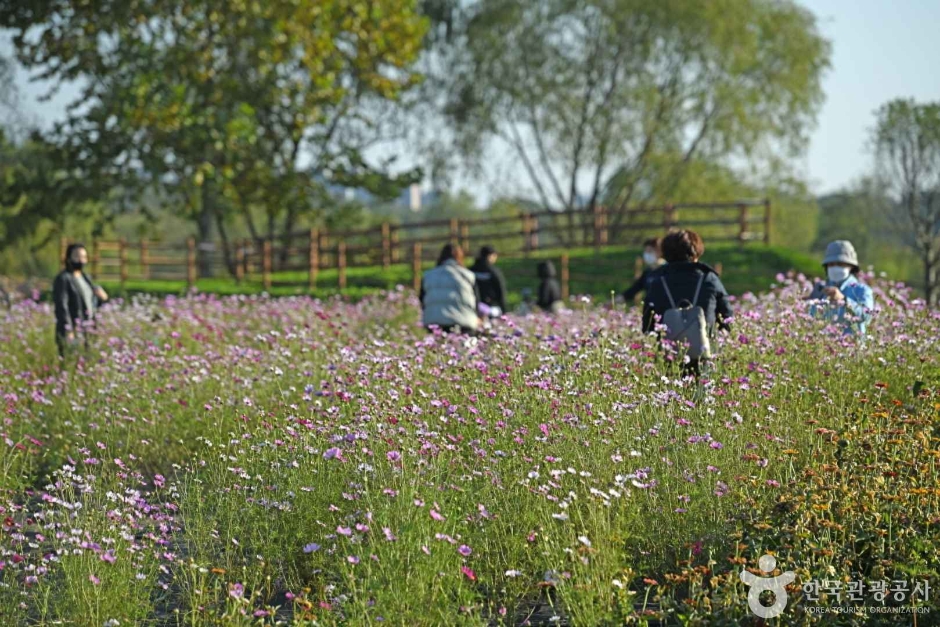 수도권매립지 야생화단지 드림파크 (7)