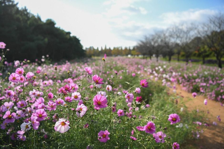 인천_수도권매립지 드림파크 야생화단지 (4)