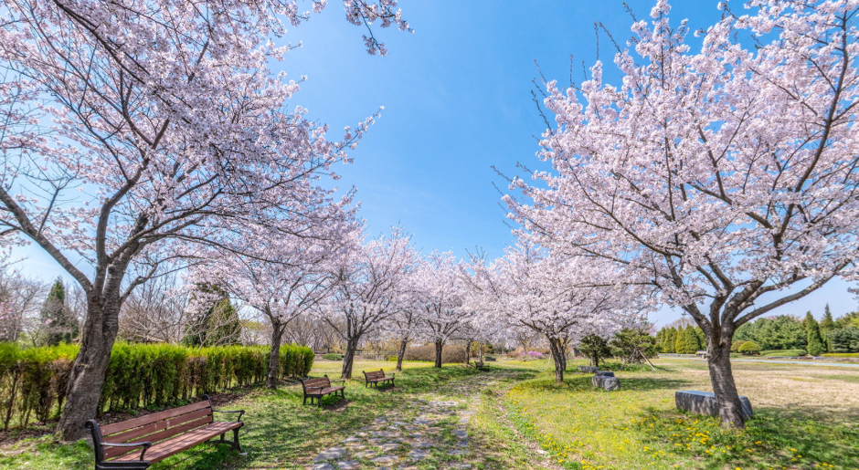 인천_수도권매립지 드림파크 야생화단지 (7)