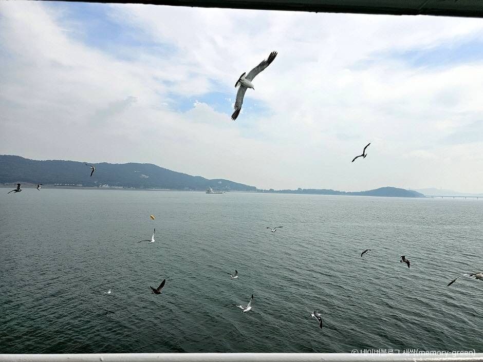 인천_신도선착장 (4)