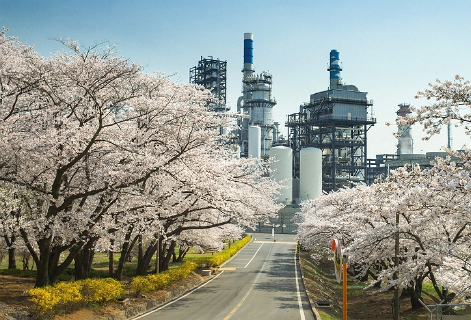 SK인천석유화학벚꽃동산