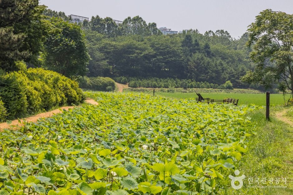 인천_연희자연마당 (14)