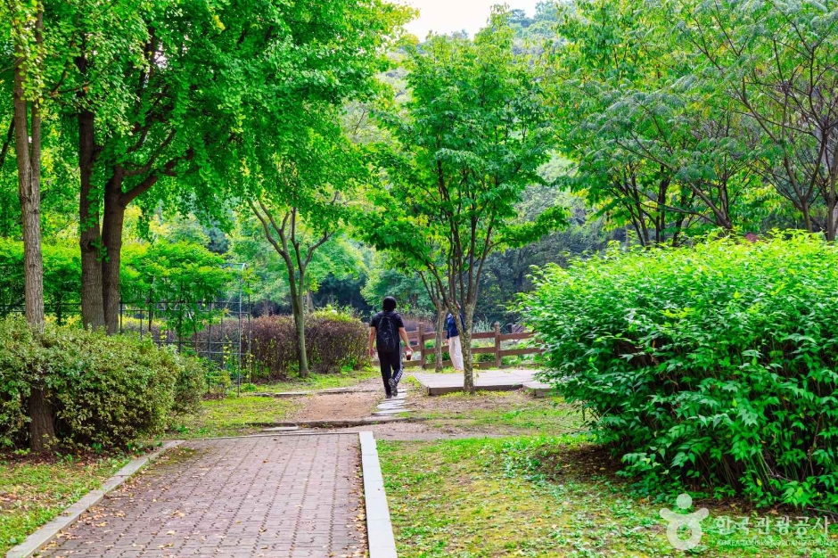 인천_원적산공원 은행나무숲 (15)