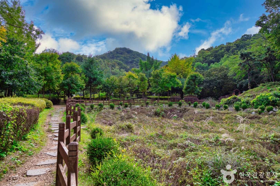 인천_원적산공원 은행나무숲 (17)