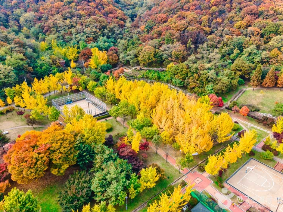 인천_원적산공원 은행나무숲 (22)