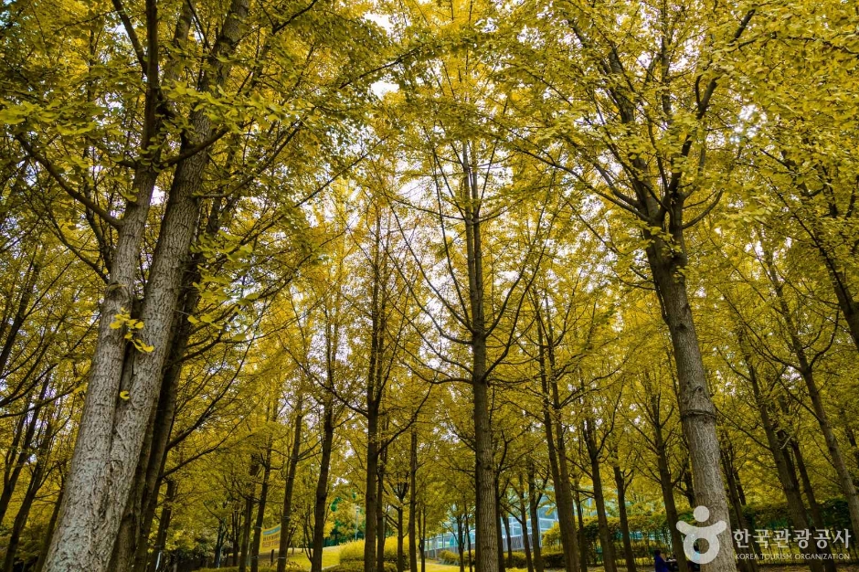 인천_원적산공원 은행나무숲 (14)