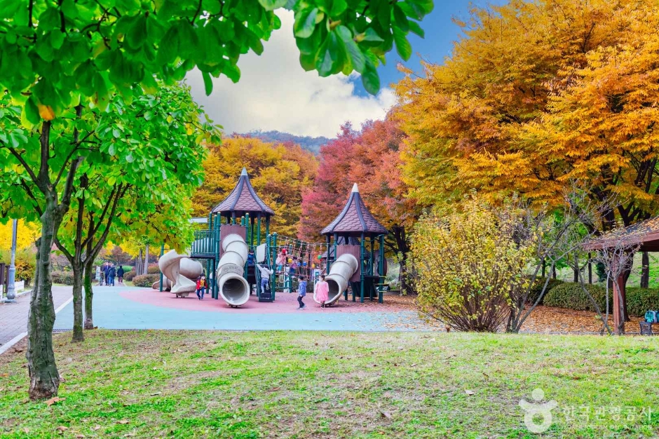 인천_원적산공원 은행나무숲 (1)