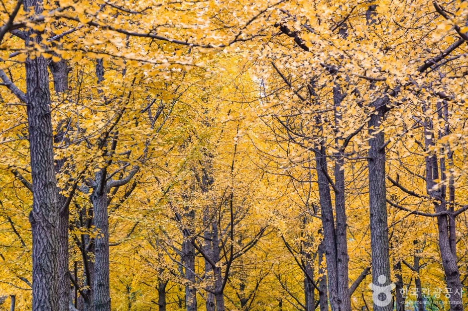 인천_원적산공원 은행나무숲 (5)
