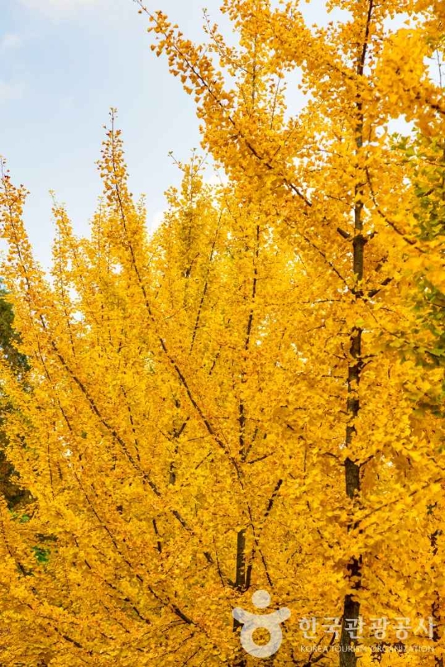 인천_원적산공원 은행나무숲 (7)