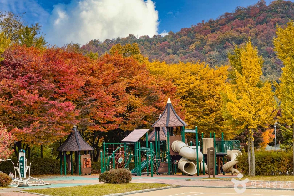 인천_원적산공원 은행나무숲 (8)