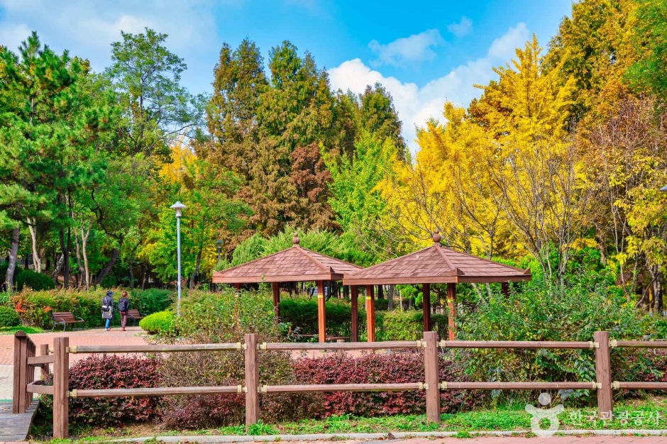 인천_원적산공원 은행나무숲 (11)