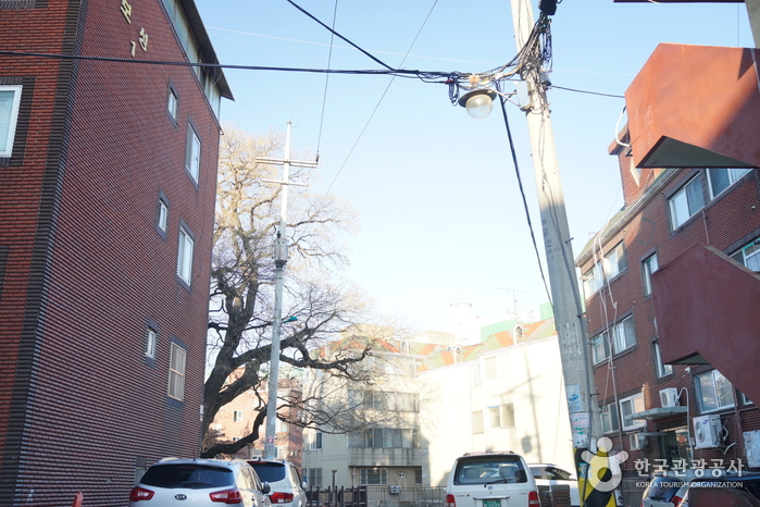 무장애_인천_인천신현동 회화나무03