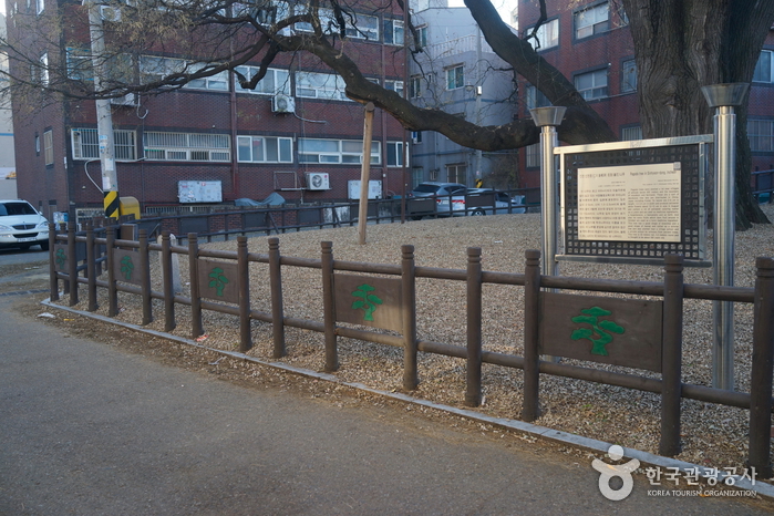 무장애_인천_인천신현동 회화나무04