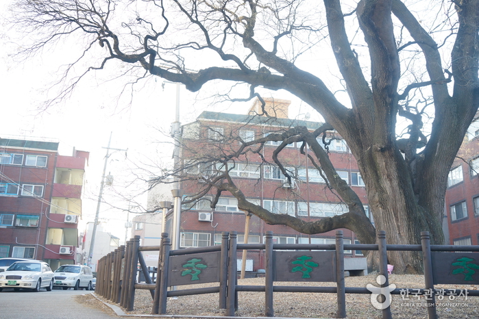 무장애_인천_인천신현동 회화나무06