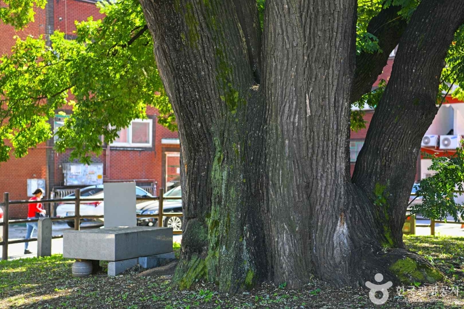 인천_인천 신현동 회화나무 (6)