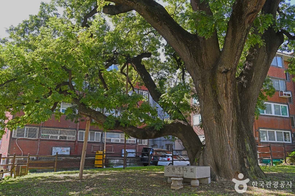 인천_인천 신현동 회화나무 (3)