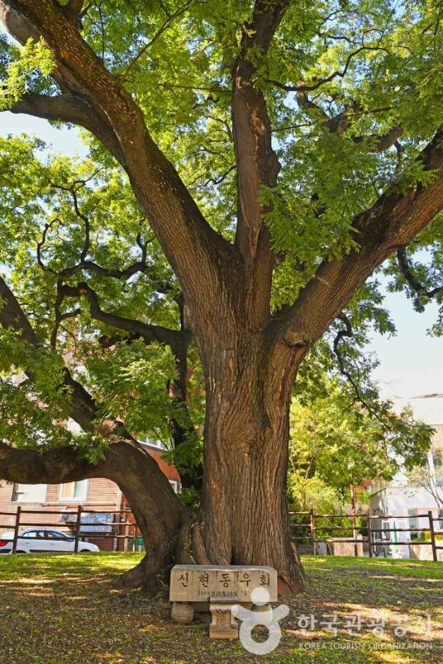 인천_인천 신현동 회화나무 (4)