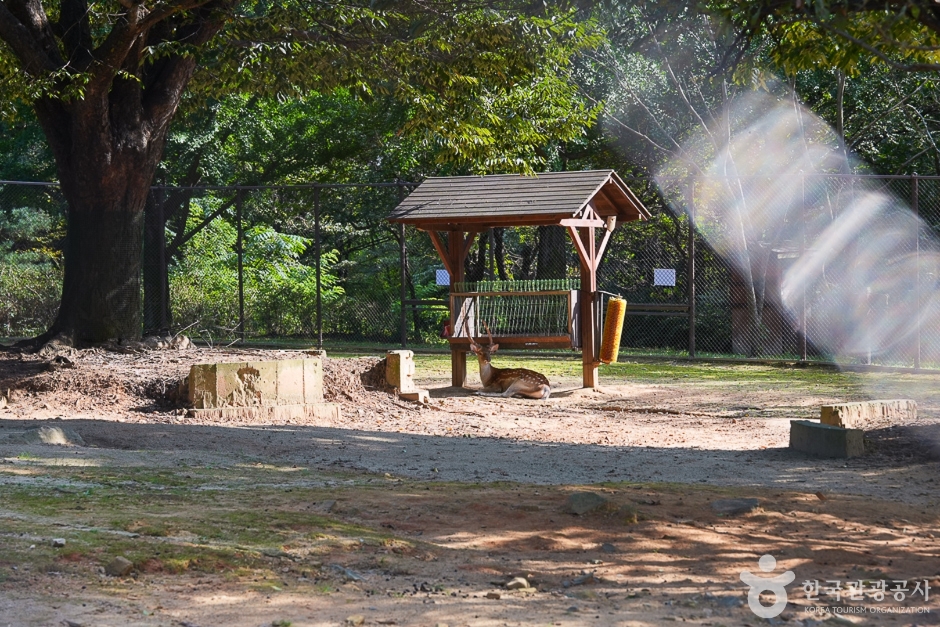 인천대공원 어린이동물원 (7)