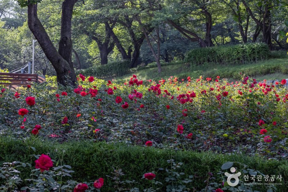 인천_장미공원 (22)