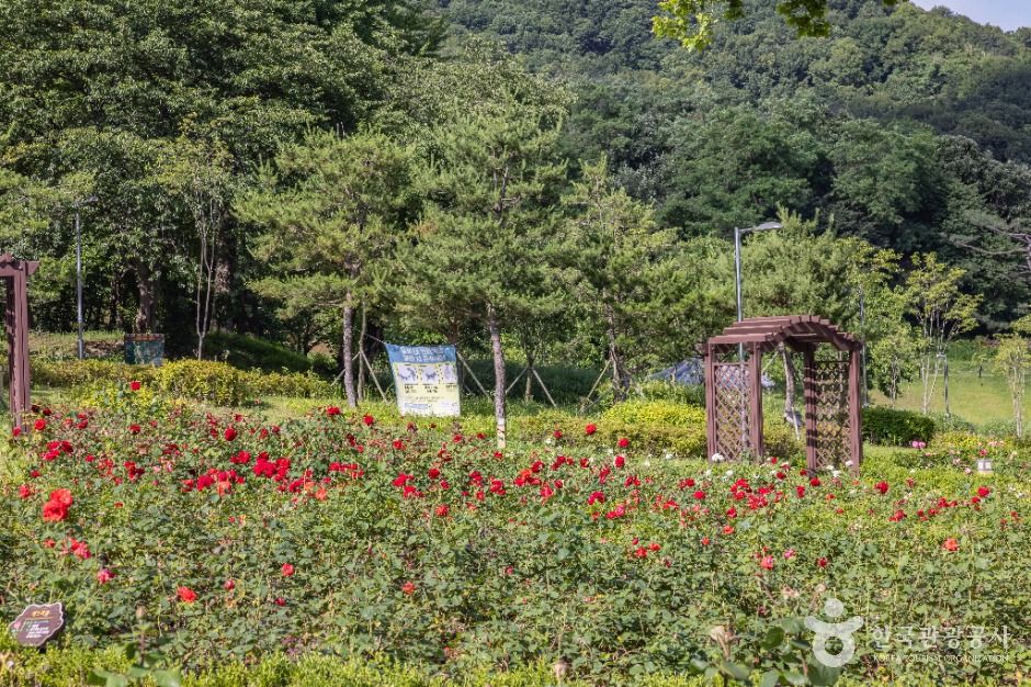 인천_장미공원 (1)