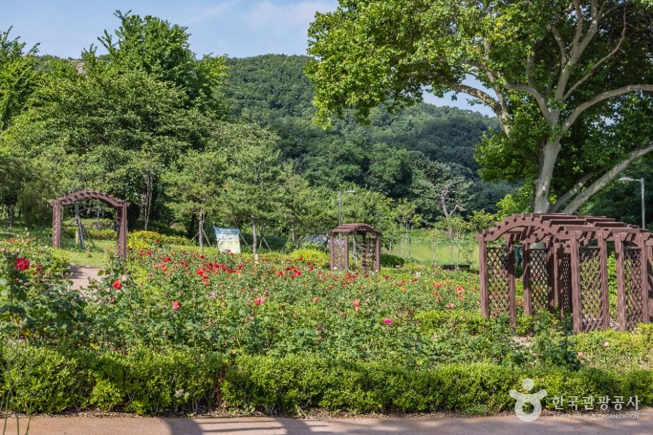 인천_장미공원 (4)