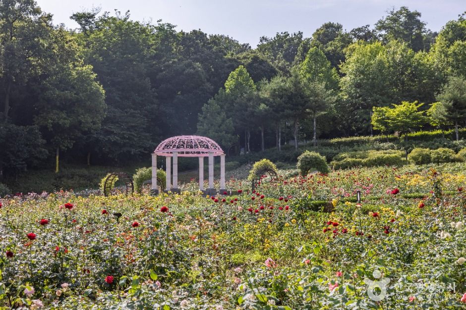 인천_장미공원 (7)