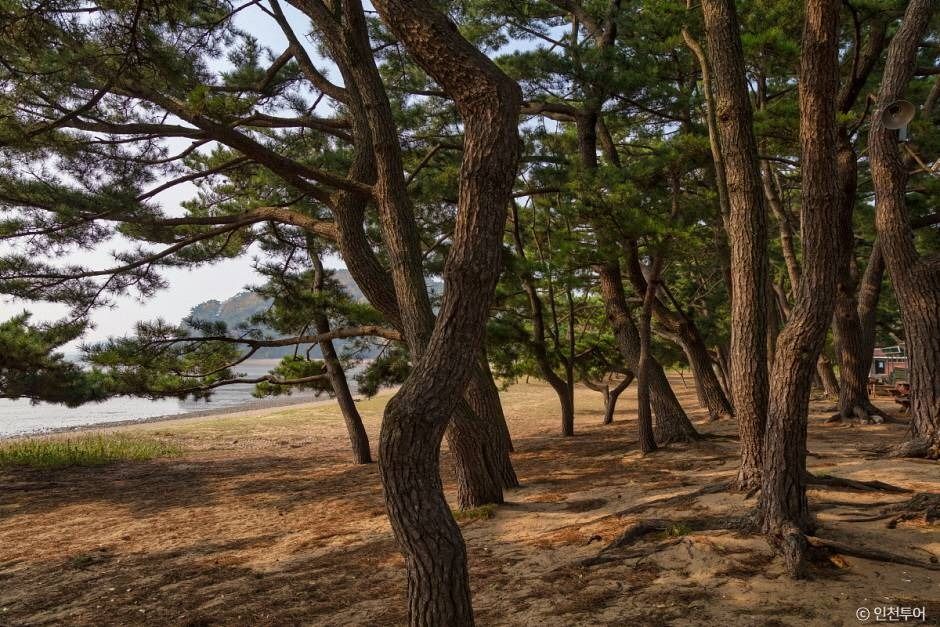 인천_장봉도 진촌해변 (5)