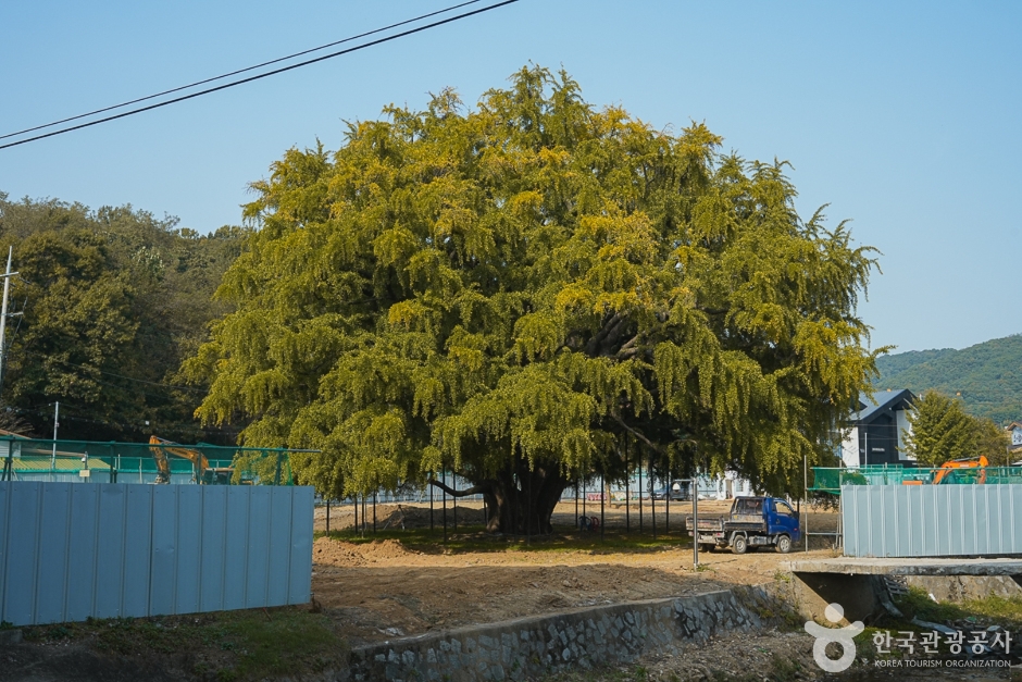 N02024_인천_남동_장수동은행나무(6)