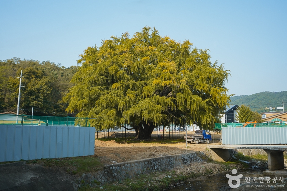 N02024_인천_남동_장수동은행나무(1)