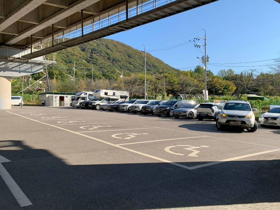 장수동 은행나무_장애인 전용 주차장2