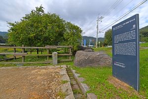 강화 사기리 탱자나무