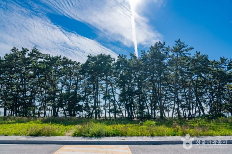 [경기] 궁평해송군락지