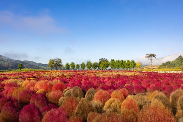 [경기] 임진강 댑싸리정원