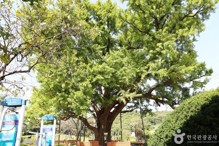 [경기] 화성 은행나무마을