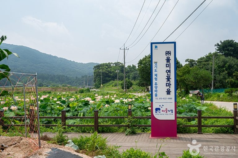 [경기] 울미연꽃마을