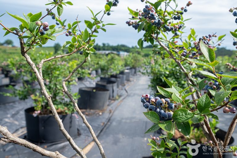 [경기] 뜰안에 블루베리 농원