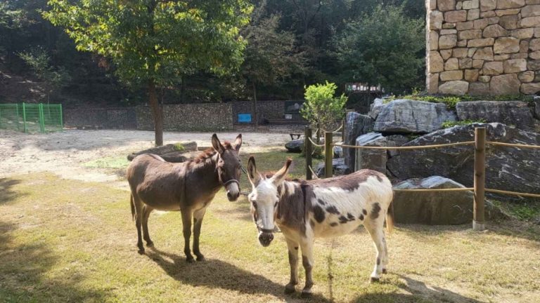 [경기] 동키스타즈