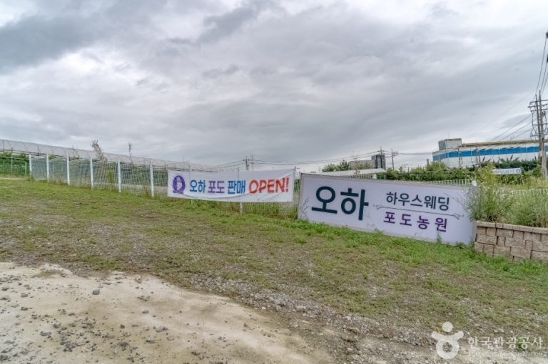 [경기] 오하포도농원