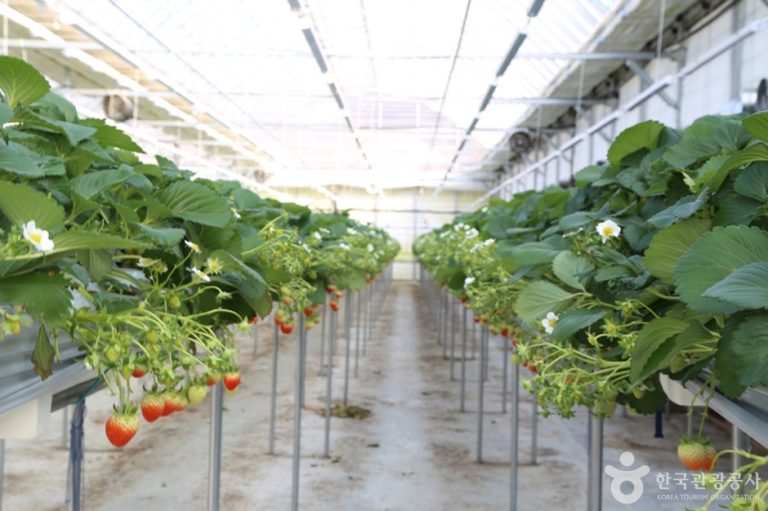 [경기] 별마을딸기체험농장