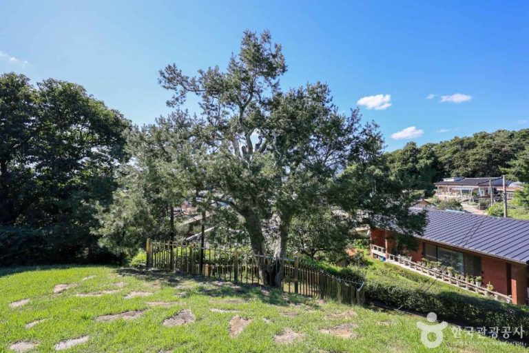 [경기] 이천 신대리 백송