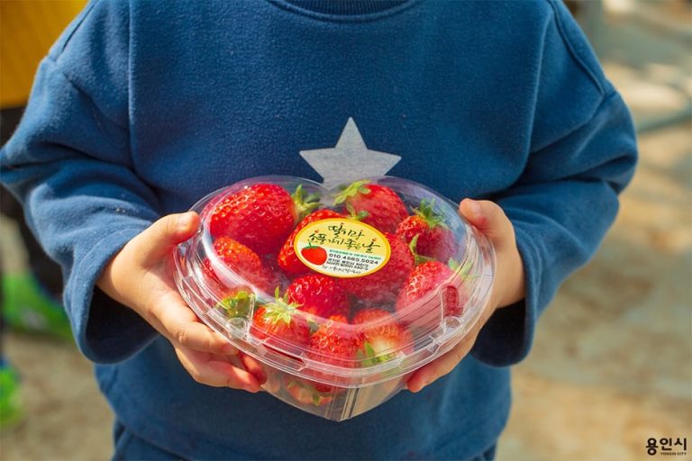 [경기] 딸기랑소풍가기좋은날