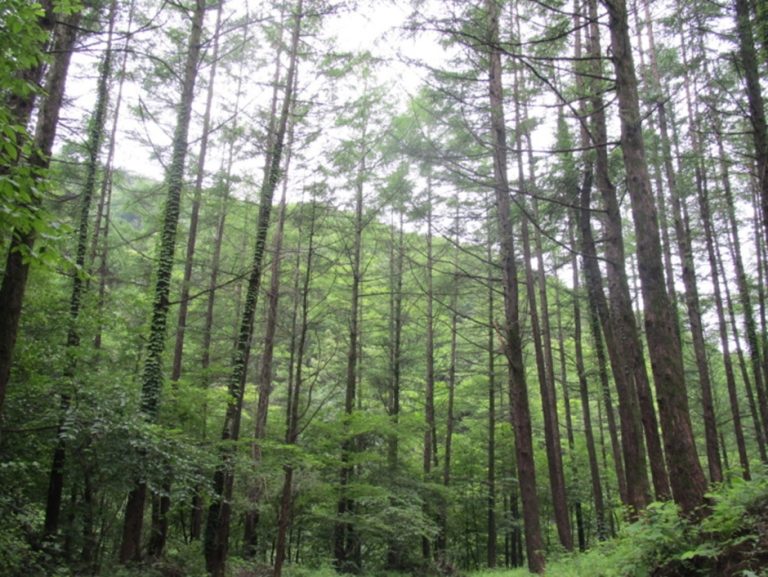 [경기] 강씨봉 자연휴양림