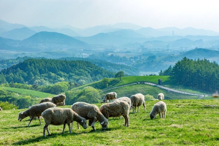 [강원] 대관령양떼목장