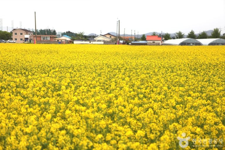 [강원] 삼척 맹방유채꽃 마을