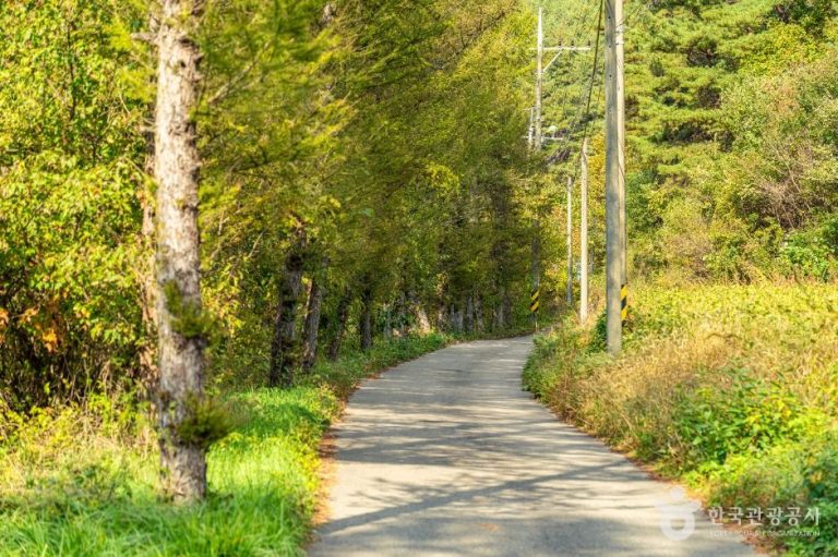 [강원] 청옥산 도깨비길